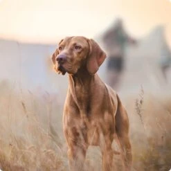 REAL NATURE Junior Pouch 6x300g -Heimtierbedarf Geschäft 2a7e6cb20be89e03efc3fb044f52385d1267f3cd 1314110 de DE Real Nature Original Dog bild 1