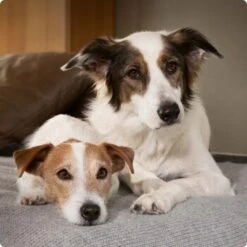 SELECT GOLD Complete Soft Mousse Baby & Mother 6x180g 8 SELECT GOLD Complete Soft Mousse Baby & Mother 6x180g -Heimtierbedarf Geschäft 6abb6915af23c615d0cf74853b0a3bb663e7931c 1096086 de DE 4 Select Gold Dog 4