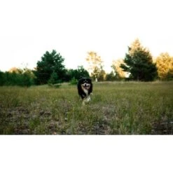 Mammaly Immu Push 110g -Heimtierbedarf Geschäft 6e1addc1ae263ee1f16a02c5ac24fd2a4aba0889 1472893 6