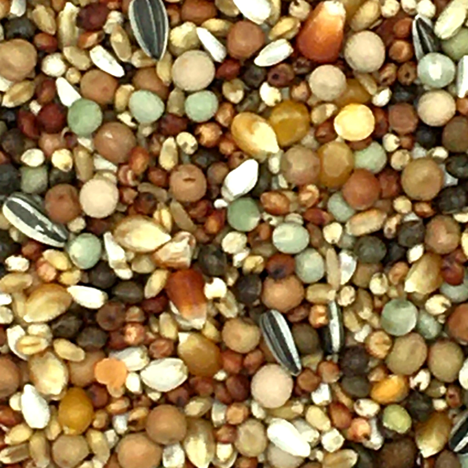 Beyers 49 - Olympia Zucht- & Jungtauben Mit Mais 25kg 3 Beyers 49 - Olympia Zucht- & Jungtauben Mit Mais 25kg