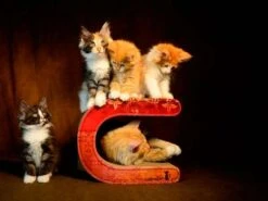 Cat-On Le Tonneau | 310 X 225 X 540 Mm | Katzenmöbel