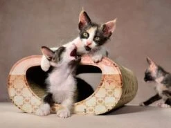 Cat-On Le Tunnel | 305 X 150 X 540 Mm | Katzenmöbel