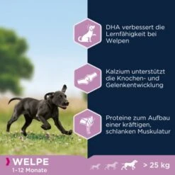 EUKANUBA Puppy Large Breed 15 Kg 11 EUKANUBA Puppy Large Breed 15 Kg -Heimtierbedarf Geschäft cb35fe0748cee726a708ec25472e57550607bac2 1008332 de DE ask 3