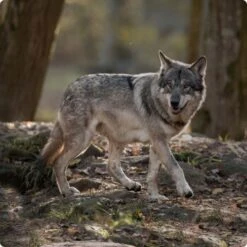 REAL NATURE WILDERNESS Maxi Adult Wide Savannah Mit Wildschwein, Lamm & Ente 4 Kg -Heimtierbedarf Geschäft d8df16d01d44eca47dceb4029baf88ff4ded8402 1248542 de DE Real Nature Wilderness Dog bild