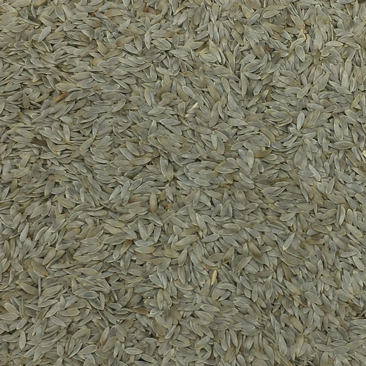 Salatsaat - Gladen 2,5kg 2 Salatsaat - Gladen 2,5kg